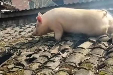 母猪上树打一个生肖