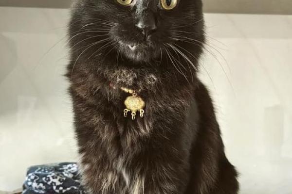 梦见打死猫