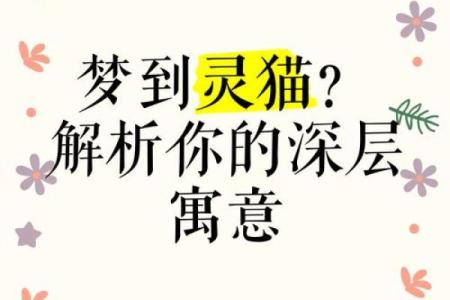 做梦梦见猫