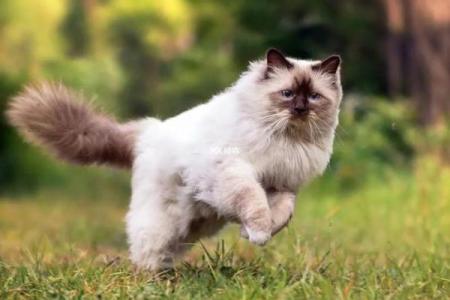 孕妇梦到猫是什么意思