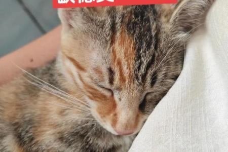 梦见打死猫