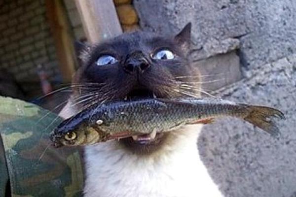 梦见猫吃鱼