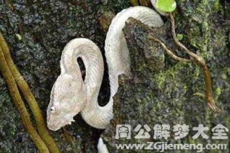 梦见白色的蛇