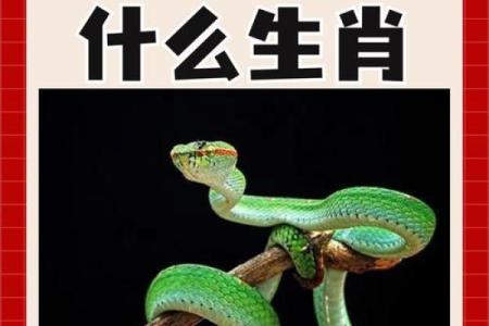 “堂堂正正”打一准确生肖，堂堂正正指什么生肖答案解释释义落实